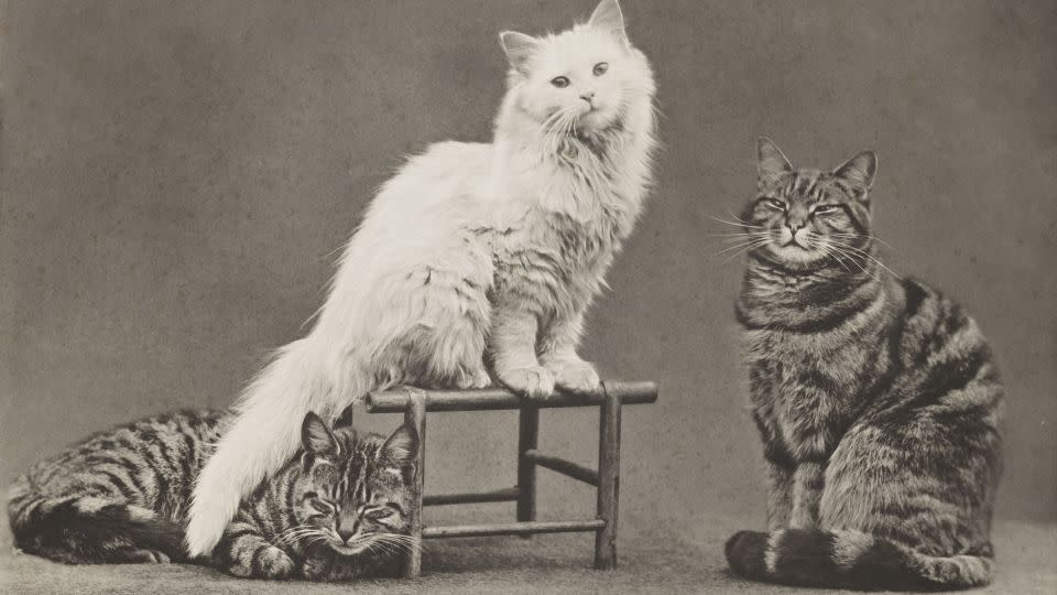 People in the 19th century were not above a good cat photo — proof that animals and silliness have always been a human weakness. - V&A Images/Hulton Archive/Getty Images