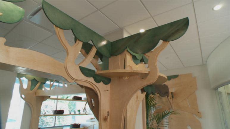 wide view of cat room shelves