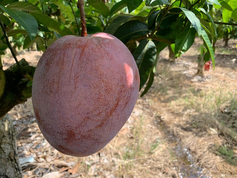 「大蘋果芒果」20年前被果農徐輝鵬發現，後來由女婿郭明賢接手種植。（圖／聯興青果生產合作社提供）