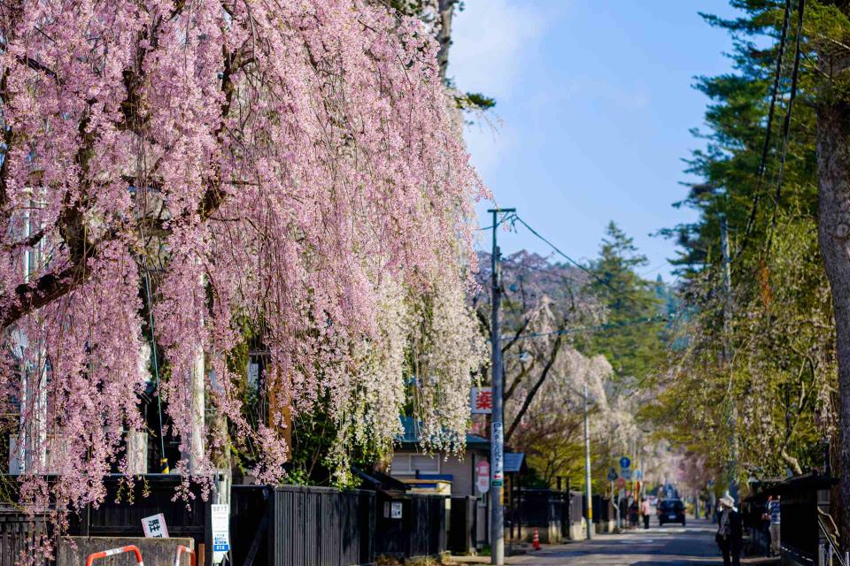   4月中旬造訪秋田，一定要到角館武家屋敷欣賞夢幻的枝垂櫻瀑布花海。（圖片提供：JR東日本鐵道）