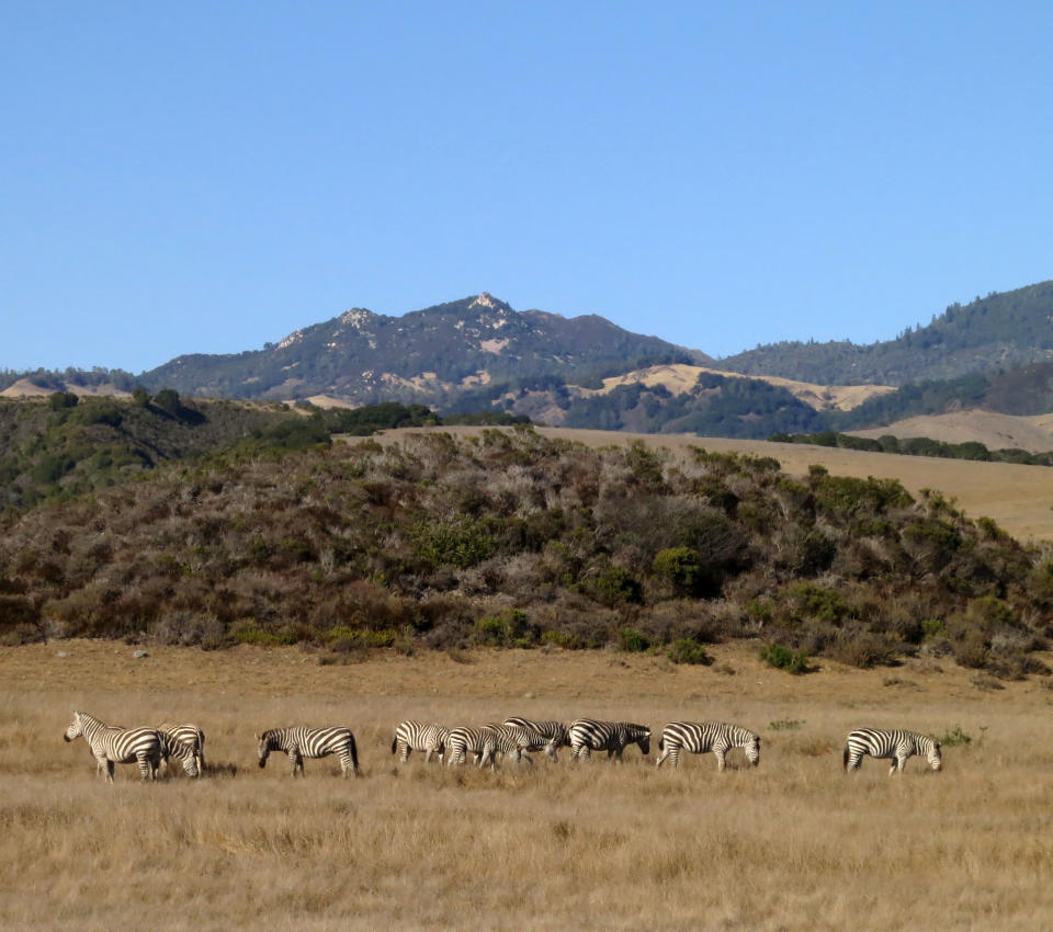 This Aug. 29, 2013 photo shows zebras from the Hearst Ranch are seen from the Pacific Coast Highway in San Simeon, Calif. Newspaper publisher William Randolph Hearst built a 165-room estate on the property, which also once boasted the world's largest private zoo. (AP Photo/Jim MacMillan)