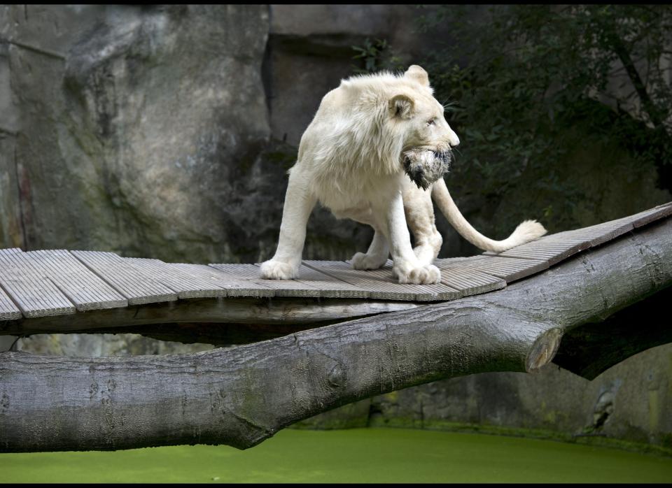 A white lion at Ouwehands Zoo in Rhenen stands on a wooden bridge whilst holding a rabbit skin filled with meat on August 19, 2011. The lions are being fed the fake prey to stimulate and develop their natural instincts. AFP PHOTO / ANP ROBERT VOS netherlands out - belgium out (Photo credit should read ROBERT VOS/AFP/Getty Images)