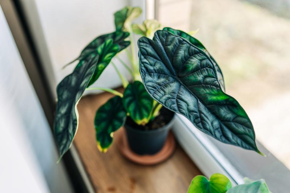 taro plant in windowsill