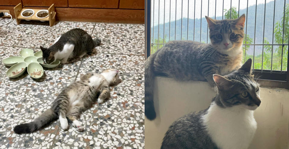 有飼主分享自家貓咪「仔仔」吃飽喝足後癱倒在地的可愛模樣，圖取自貓咪也瘋狂俱樂部 CrazyCat club Facebook。
