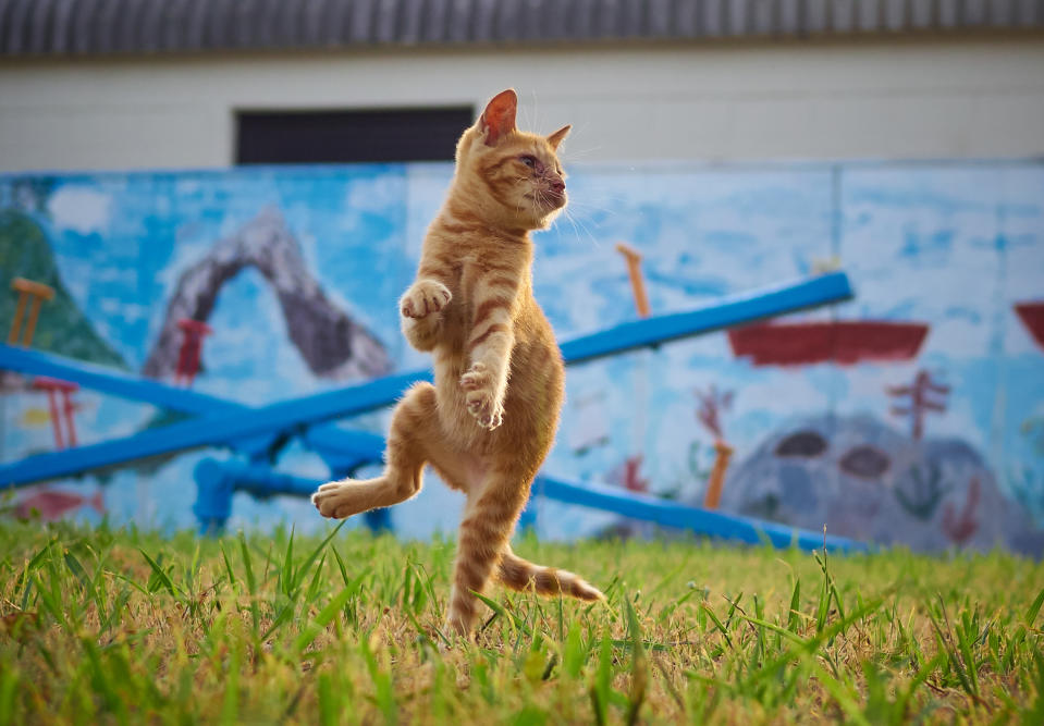 Mortal tomcats! Photographer snaps flying felines in kung fu poses