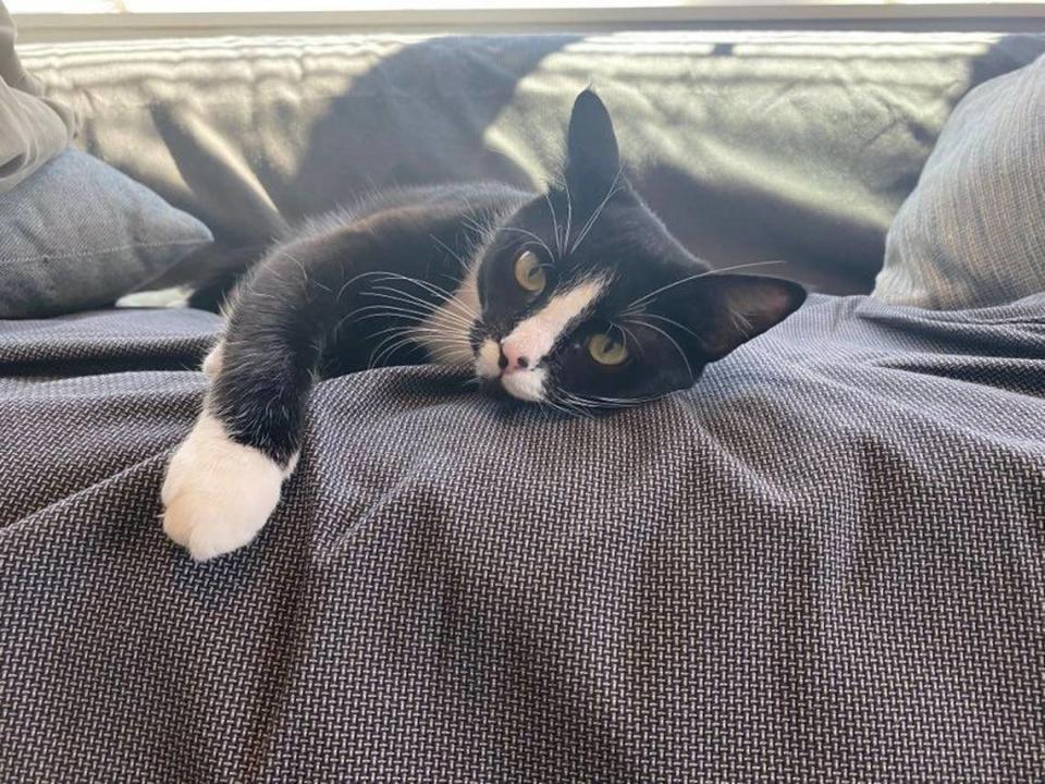 Pumpkin the Cat is studying quantum computing at NC State.