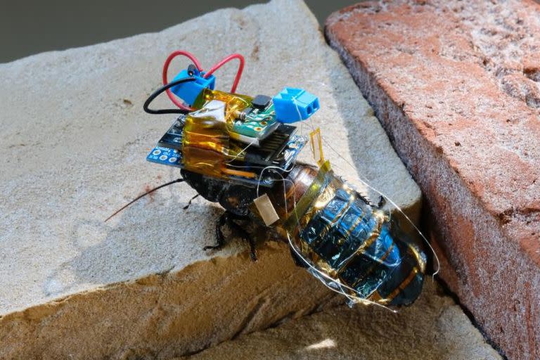 Utilizar insectos como pequeños robots: militares e investigadores están muy interesados en ello