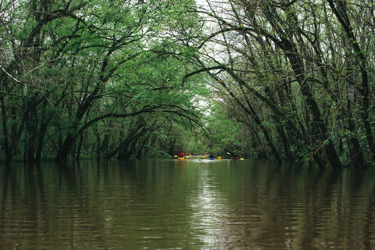 Get out on the bayou in Louisiana (LouisianaTravel.com)