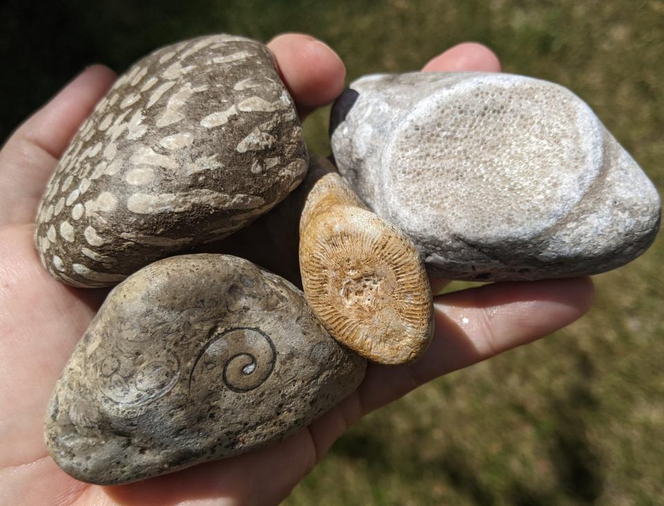 Find fossils along the Lake Huron shoreline.