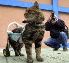 A seven-year-old disabled cat named Cici is helped to walk by a device as she participates in "Cat Show 2002" in the western Turkish city of Izmir, December 29, 2002. Cici was disabled in a traffic accident two months prior. REUTERS