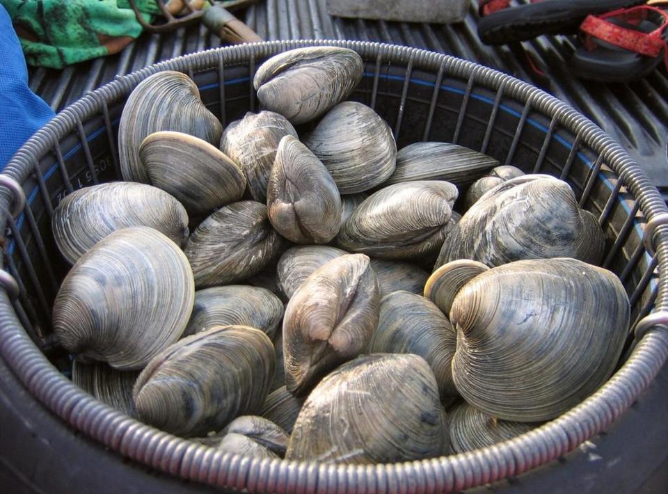 The quahog is the state shellfish.