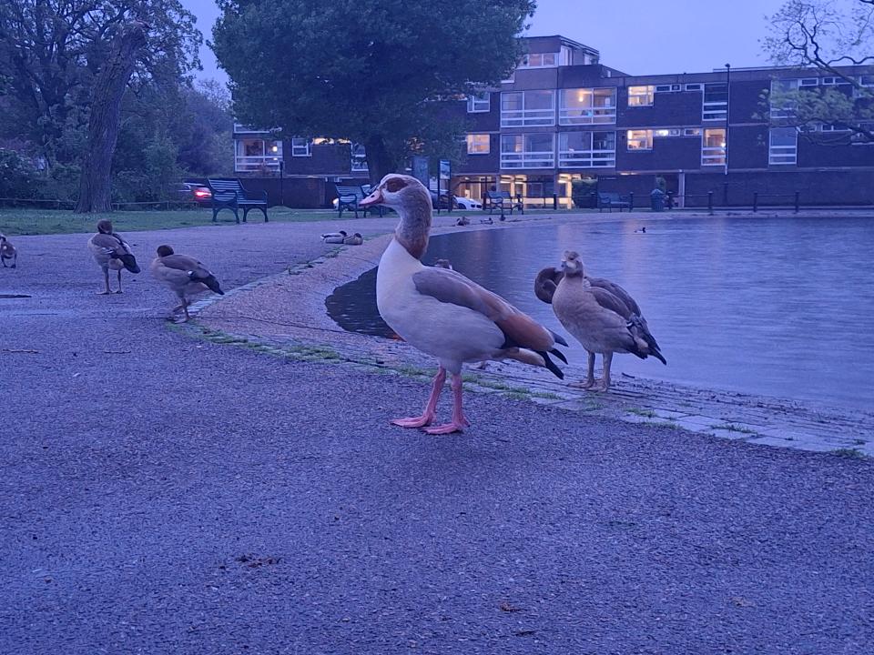 A picture of ducks taken on the Samsung Galaxy A35