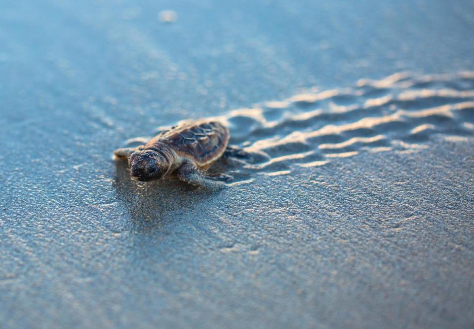 A 41-year-old woman was arrested for attacking a sea turtle nest with a wooden stake on Miami Beach. Police officers and eye witnesses saw Yaqun Lu “jabbing at the sea turtle nest and stomping all over the nest with her bare feet,” the Miami Herald reported.Ms Lu, who lives in Michigan, was discovered inside a fenced-off area that was cordoned off to protect hatchlings. Yellow tape, sticks and a “Do Not Disturb” sign warned the public to stay away from the site. She is facing felony charges for violating Florida law and the US Endangered Species Act of 1973, which makes it a crime to harm or harass sea turtles, their nests or hatchlings.Officials from the Florida Fish and Wildlife Conservation Commission inspected the nest and determined the eggs were not harmed by Lu, according to WPLG.Each spring, 70 per cent of turtle nesting in the US – including Loggerhead, Green and Leatherback marine turtles – takes place in Florida.During the nesting season, which occurs between March and October, thousands of female turtles lay eggs in self-dug holes, then they cover the eggs with sand to shield them from predators.Nearly two months later, the hatchlings scurry to the sea, guided by moonlight and its reflection. Only one in 1,000 baby turtles survives into adulthood, according to the South Florida Sun-Sentinel.Ms Lu, a Chinese citizen, was charged with molesting or harassing marine turtles or their eggs. She could face up to five years in prison if convicted of third-degree felony. Since Saturday, she has been held on $5,000 bail. Washington Post