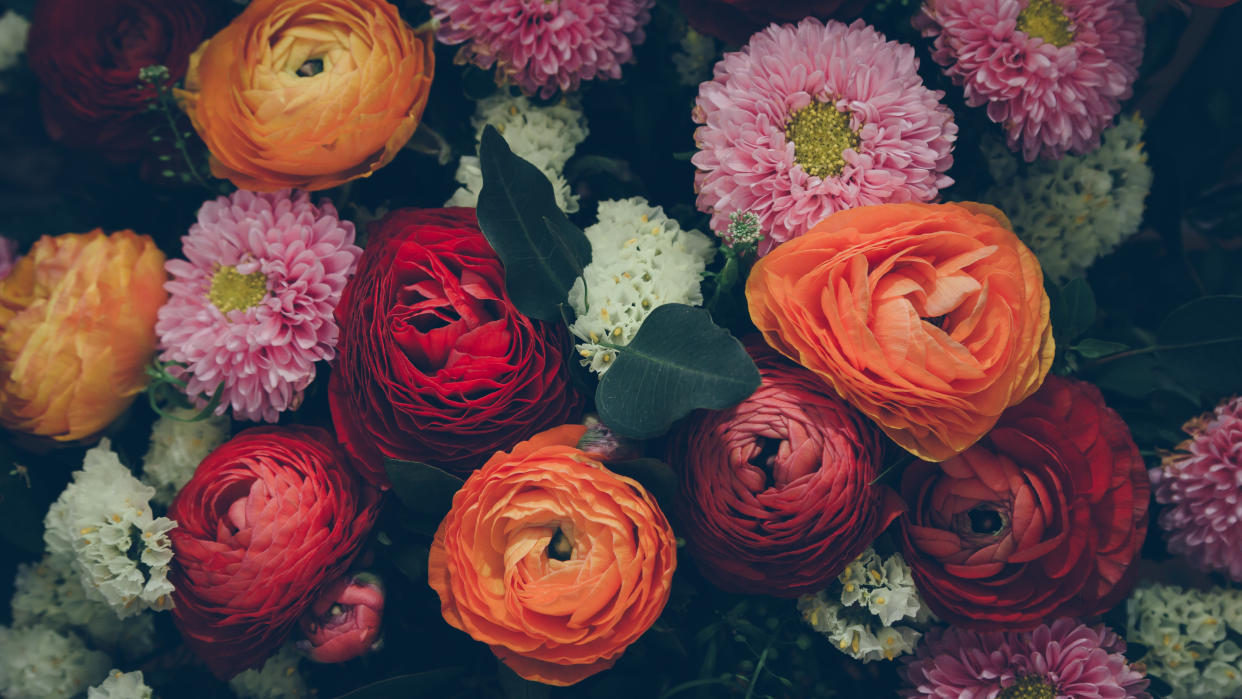 ¿Por qué tienen tantos colores las flores?. (Foto: The Conversaton)