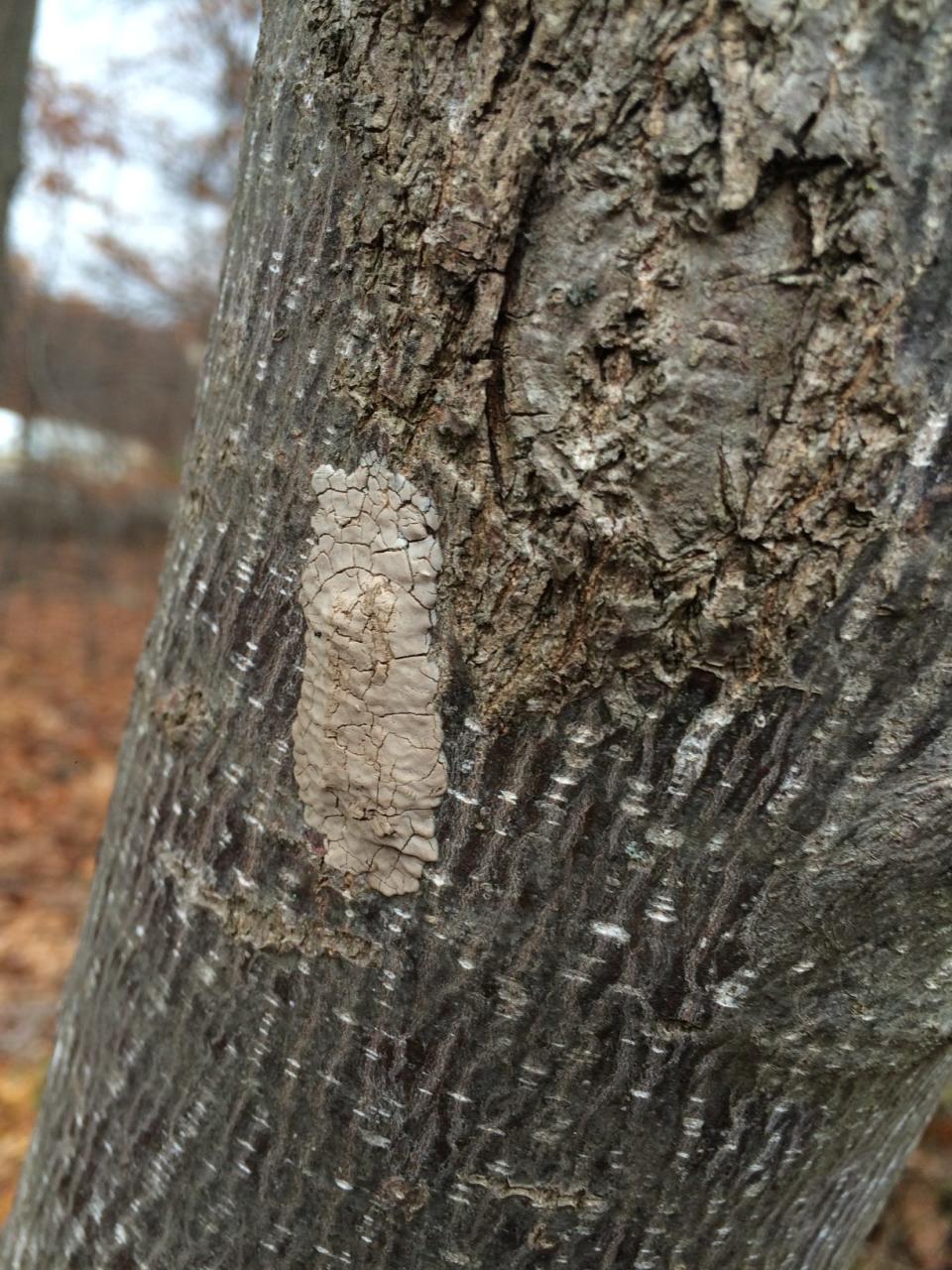 A spotted lanternfly egg mass on the trunk of a tree.