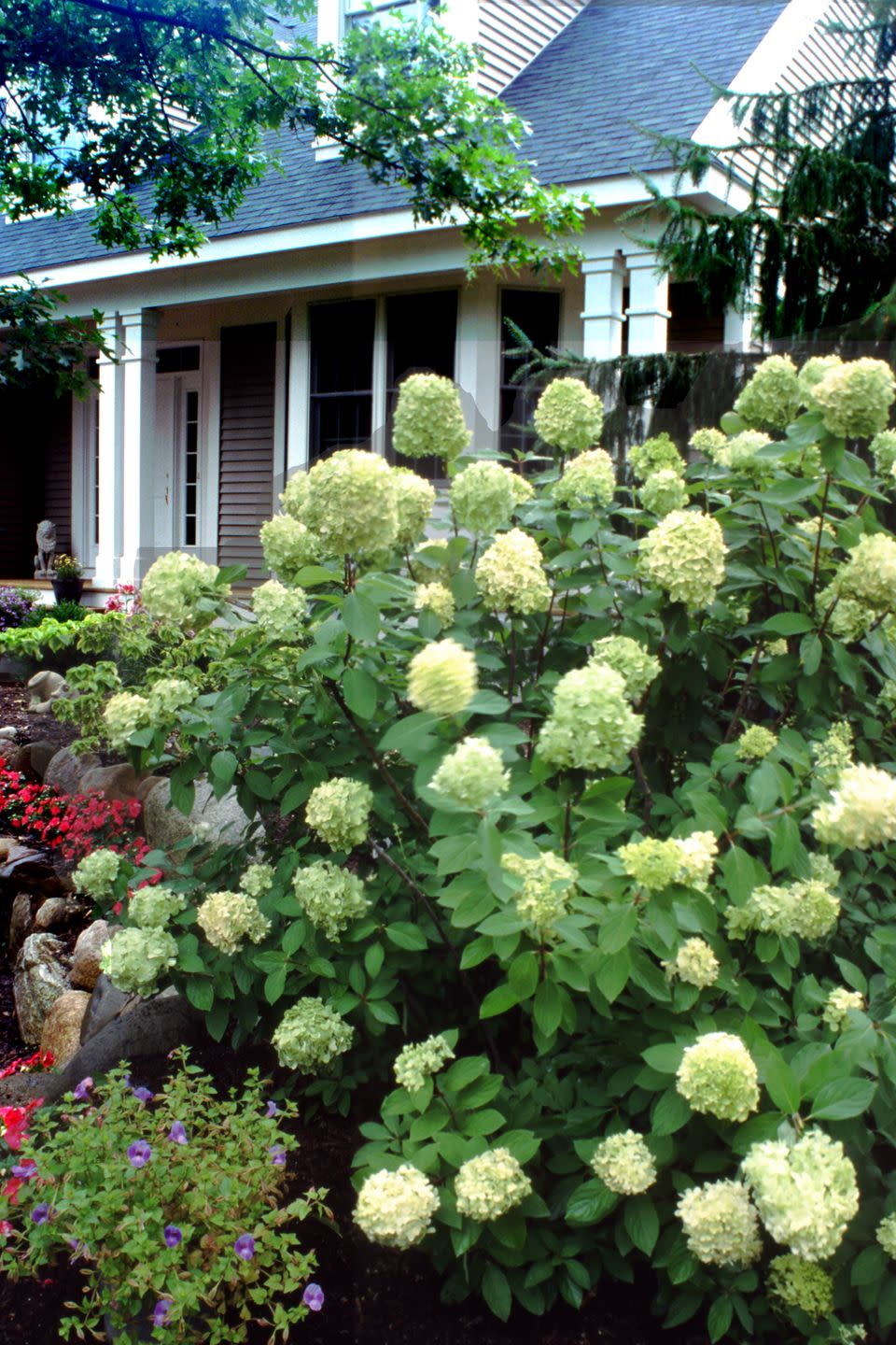 Plant, Flower, Shrub, Garden, House, Real estate, Home, Annual plant, Cottage, Hydrangeaceae, 