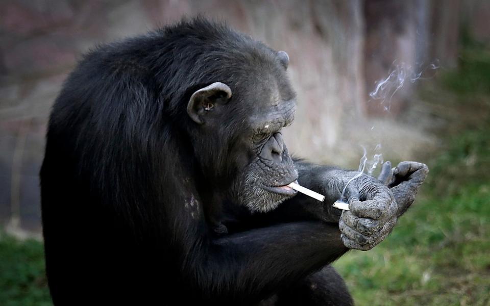 Pyongyang's zoo even had a smoking monkey, but she was recently helped to quit - AP Photo/Wong Maye-E