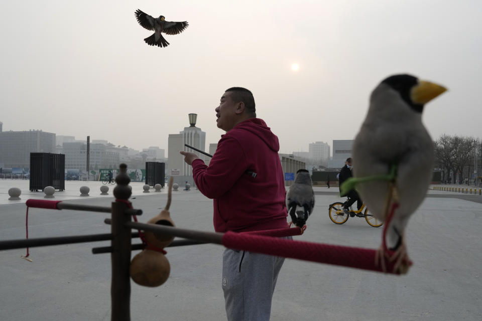 Xie Yufeng, a 39-year-old cook, opens his hand for a bird to return after throwing it into the air to catch a bead shot up, as they practise a Beijing tradition that dates back to the Qing Dynasty, outside a stadium in Beijing, Tuesday, March 26, 2024. Today, only about 50-60 people in Beijing are believed to still practice it. (AP Photo/Ng Han Guan)