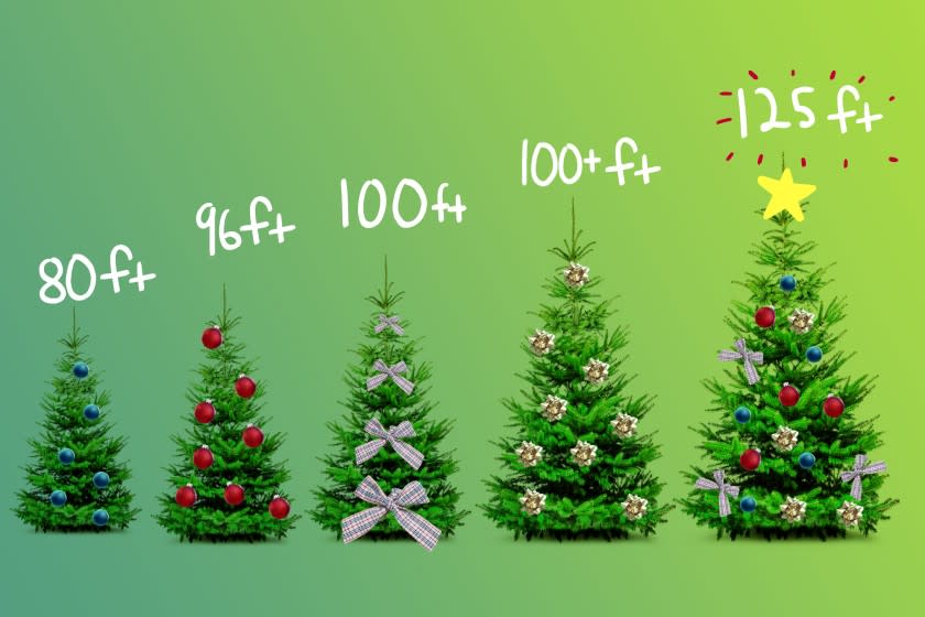 Christmas tree heights.