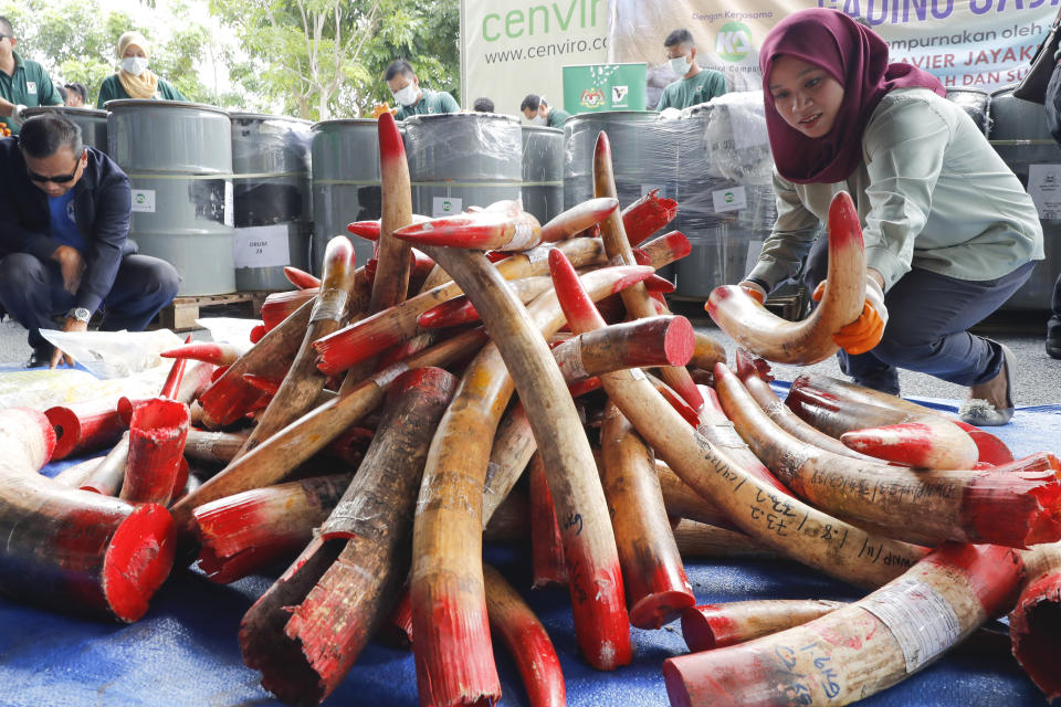 In this April 30, 2019, photo, staff at a government waste management facility arrange seized ivory tusks before destroying them, outside Seremban, Malaysia. Malaysia has destroyed nearly four tons of elephant tusks and ivory products as part of its fight against the illegal ivory trade. (AP Photo/Vincent Thian)