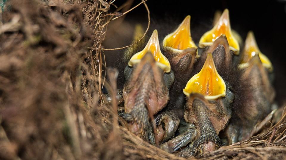 Rotkehlchen-Küken sitzen mit geöffneten Schnäbeln in ihrem Nest.