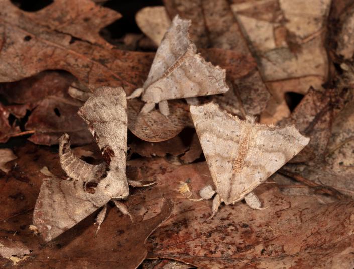 Spotted apatelodes, left, and two angel moths rest of leave litter.