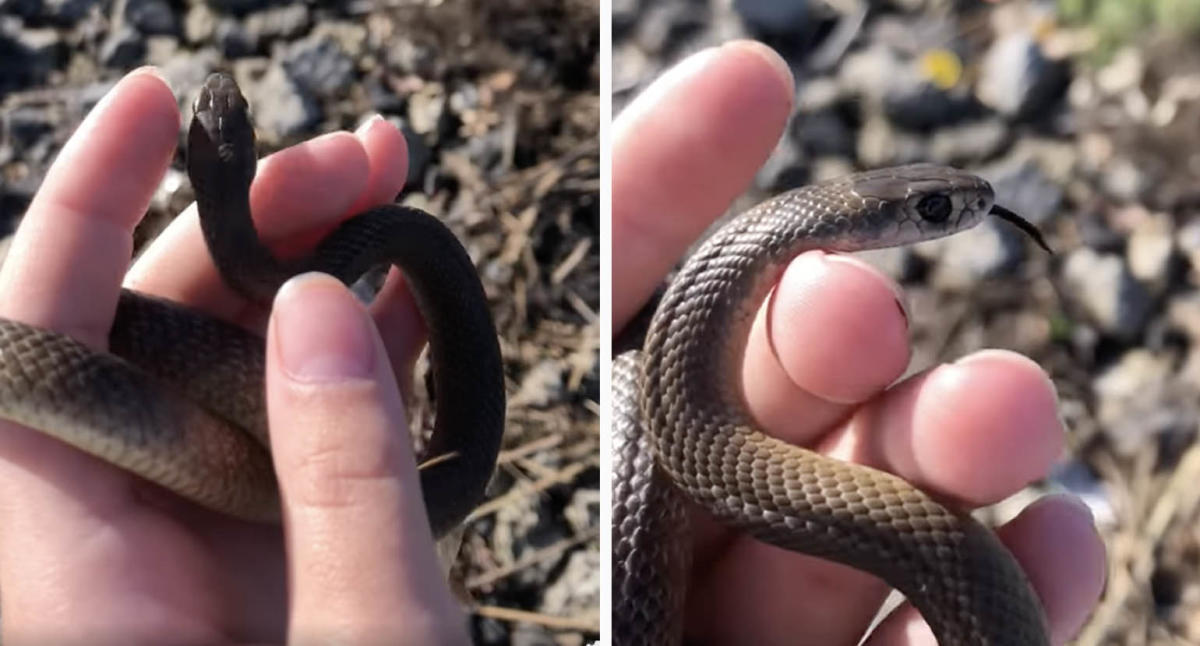 woman mistakes hair extension for snake