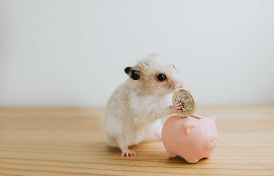 Tierische Finanzen: Ein Hamster legt eine Münze in ein Sparschwein