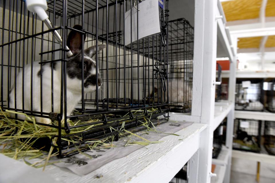 Shelves, tables and stacks of cages fill a building at the Stark County Humane Society, which is taking care of 97 rabbits that were removed from a Canton home Thursday.