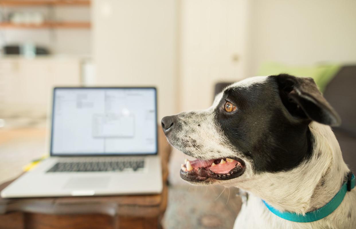 A dog looking in the foreground in a living room with a laptop in use on the table in the background