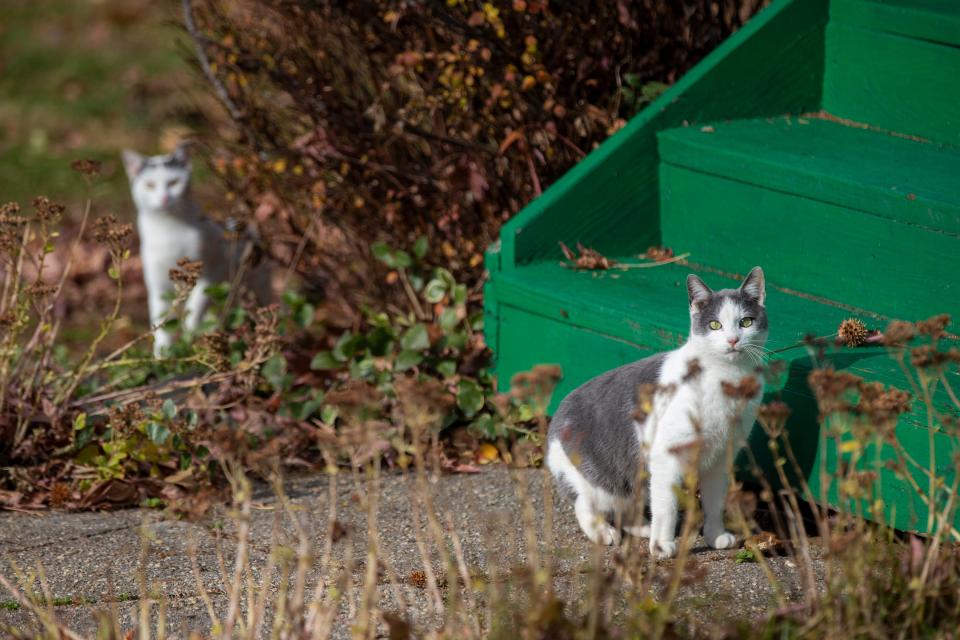 Robert Galante of Freehold Borough and Andrea Burica of Freehold Borough, volunteers who trap, neuter, vaccinate and release feral cats around Freehold Borough and Freehold Township, point out two feral cats on Henry Street in Freehold, NJ Tuesday, December 7, 2021.