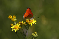 A large copper butterfly (lycaena dispar) sits on flower at a wildlife sanctuary in Milovice, Czech Republic, Wednesday, July 22, 2020. Wild horses, bison and other big-hoofed animals once roamed freely in much of Europe. Now they are transforming a former military base outside the Czech capital in an ambitious project to improve biodiversity. Where occupying Soviet troops once held exercises, massive bovines called tauros and other heavy beasts now munch on the invasive plants that took over the base years ago. (AP Photo/Petr David Josek)