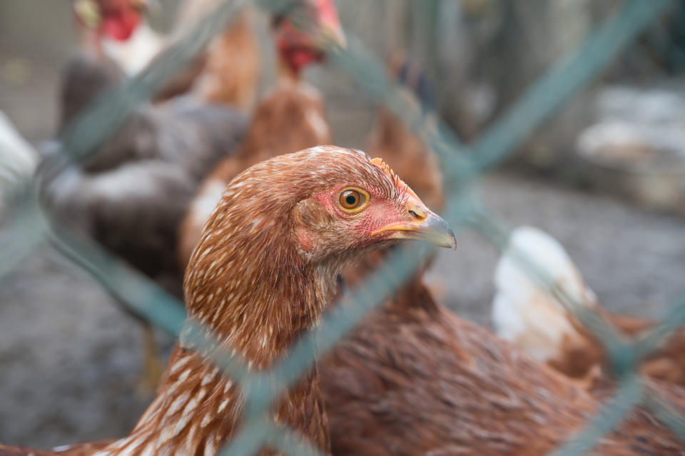 head of chicken living outdoors in herd The predominant avian influenza H5N1 viruses that are now circulating globally are different from earlier H5N1 viruses.