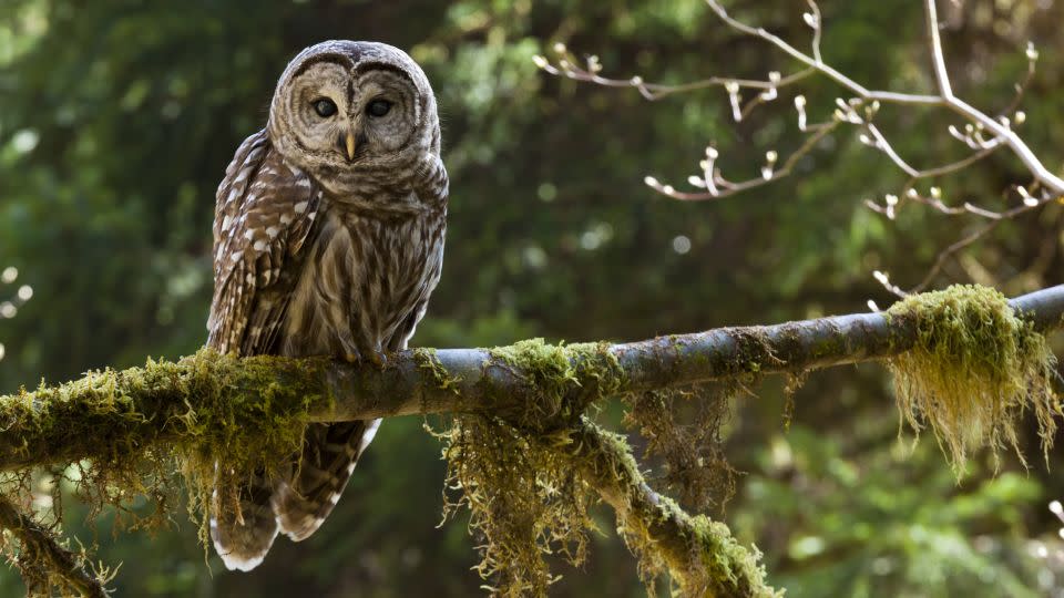 If you're hoping to hear a hooting owl, keep your eye out for the barred owl. - Mint Images - Art Wolfe/Getty Images