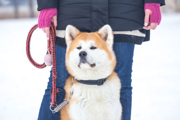 <p>Este perro es originario de las frías montañas de Japón. Originalmente, fue criado para ser un compañero de caza de climas fríos. Lo mejor, es que es una raza familiar, amorosa y leal, de acuerdo con <em><a rel="nofollow noopener" href="https://www.petguide.com/blog/dog/top-10-dog-breeds-that-love-cold-weather/" target="_blank" data-ylk="slk:PetGuide;elm:context_link;itc:0;sec:content-canvas" class="link ">PetGuide</a></em>. <em>Foto:</em> <em>zoff-photo/Getty Images</em> </p>