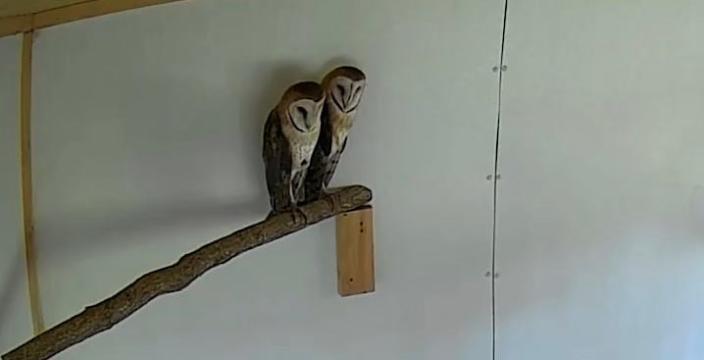 Juvenile barn owls sit on a limb Oct. 2 in an aviary in western Wisconsin. The birds were found on the ground in June at a nest in the region and rehabilitated over the summer at Raptor Education Group Inc. in Antigo. They are now being acclimated near their hatching site before being released to the wild.