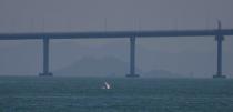 A Chinese white dolphin jumps out of the sea in front of the Hong Kong-Zhuhai-Macau bridge off Lantau island in Hong Kong, China May 30, 2018. Picture taken May 30, 2018. REUTERS/Bobby Yip