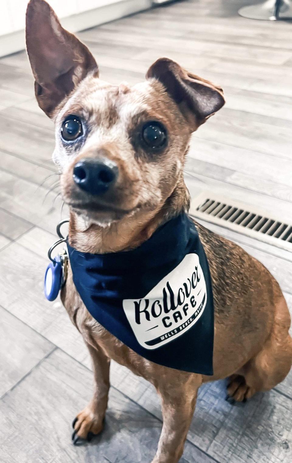 Zoe sports a bandana promoting Rollover Café, which her owners, Adreanna and David Spezzaferro, and their friends, Steven and Cynthia Gibbs, recently purchased in Wells, Maine. The couples will continue the pet-friendliness the previous café owners were known for.