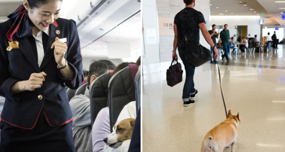 A dog on a flight and in an airport, as Virgin announces pets will soon be allowed in cabins on domestic flights. 