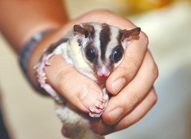 25日一隻蜜袋鼯從飼主背包掙脫大鬧學測試場，嚇傻全場考生。圖為蜜袋鼯被飼主握手中。（本報資料照片，非當事圖）