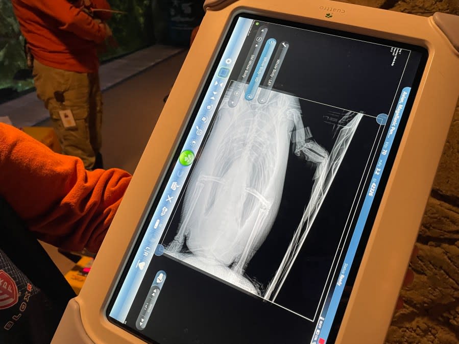 An X-ray of one penguin during their wellness exam at John Ball Zoo.