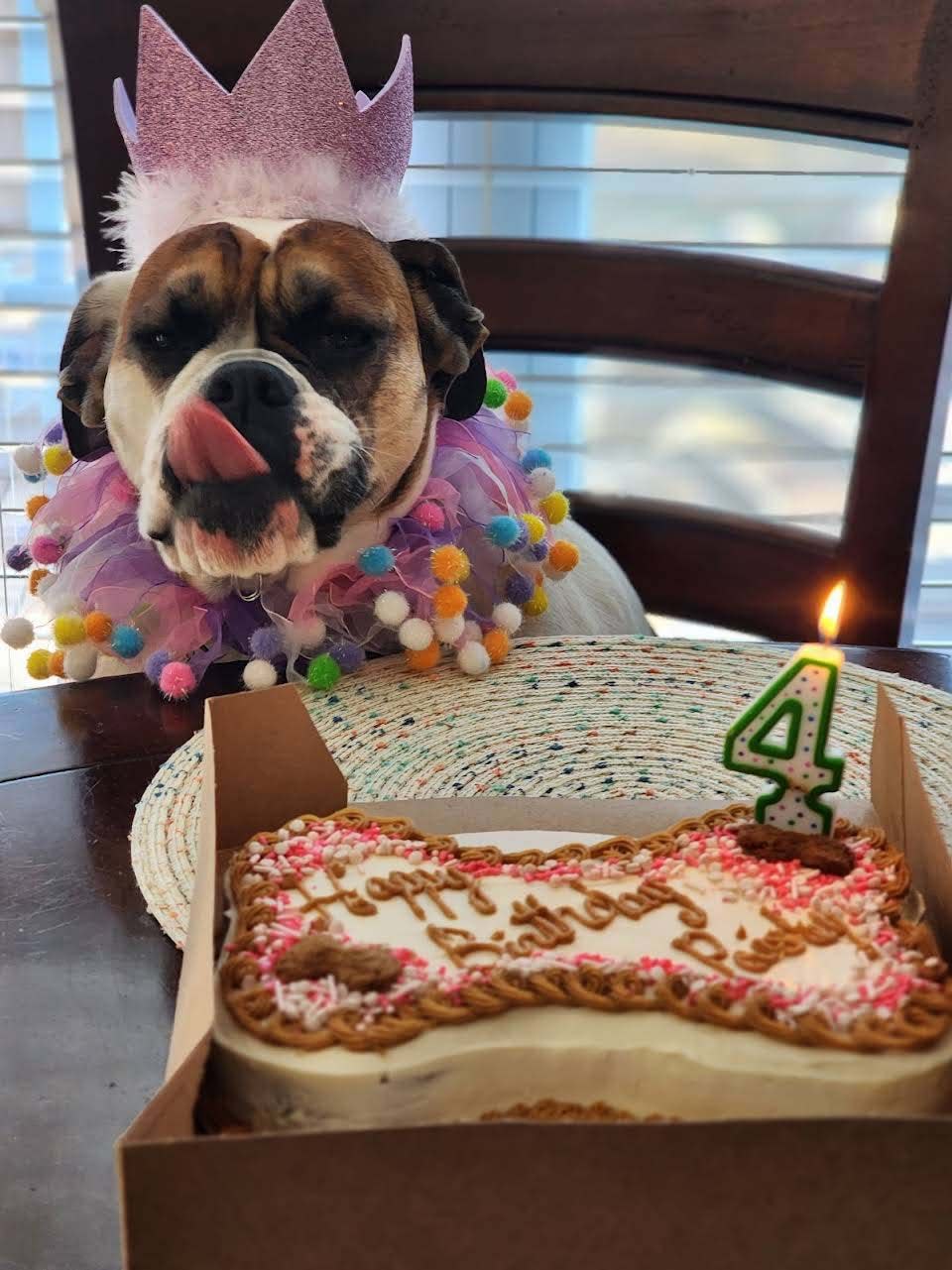 A pampered pooch seems to be looking forward to his birthday treat made by River Dog Bakery at 11422 Kingston Pike. All accessories, including crown and collar, are available at the store. Jan. 30, 2024.