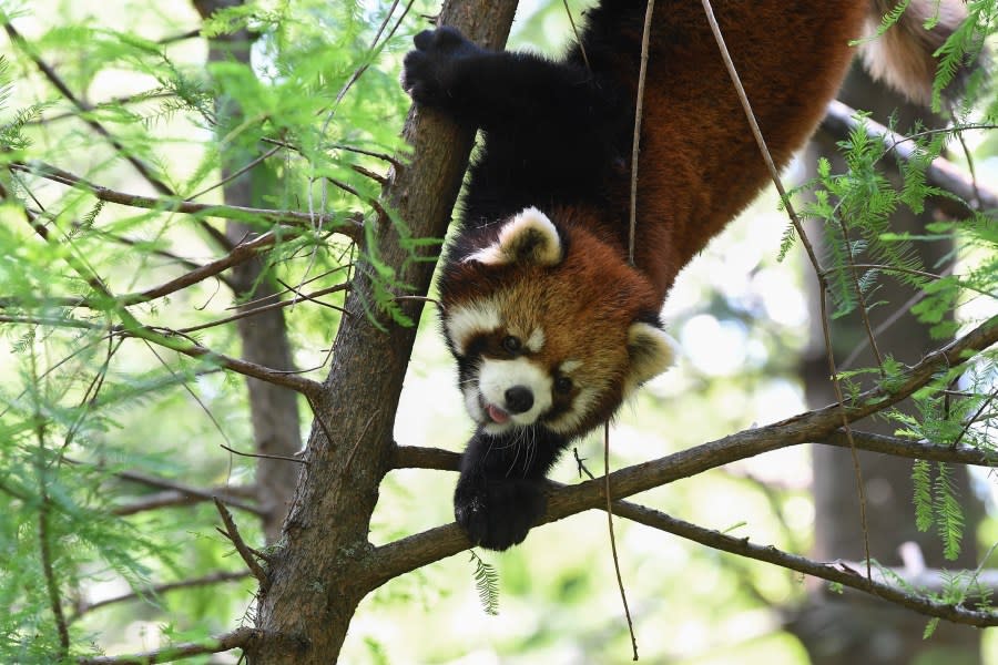A red panda at the Prospect Park Zoo. (WCS’s Prospect Park Zoo)