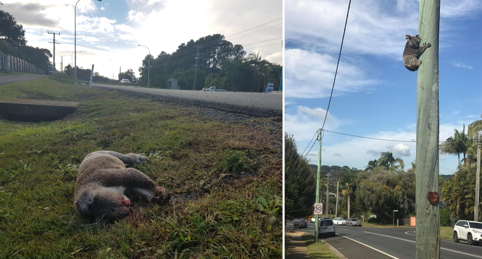 A dead koala on grass by the side of the road. A koala up a power pole next to a road.