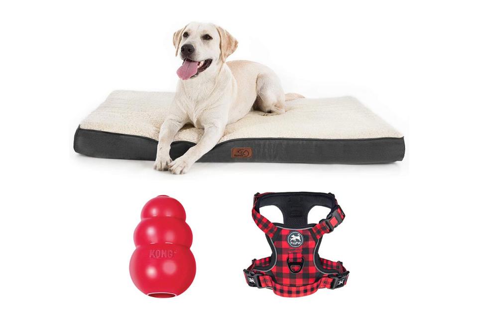 pet bed, harness, toy