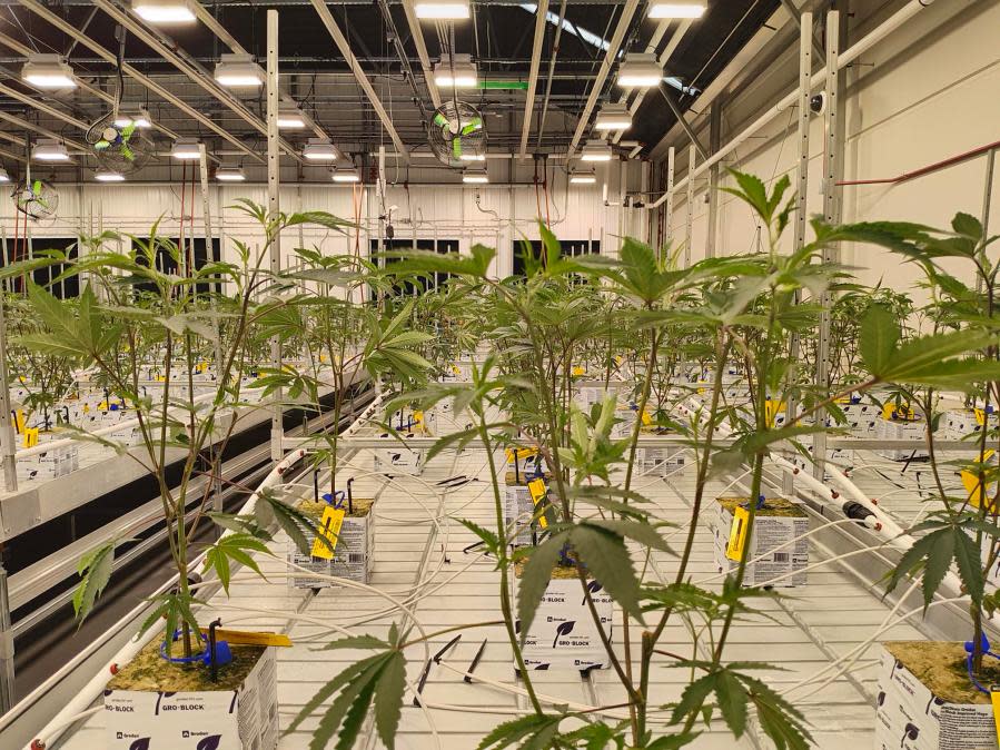 Cresco Labs' first planted crop of marijuana seedlings intended for recreational sales in Ohio. (NBC4 Photo/Mark Feuerborn)