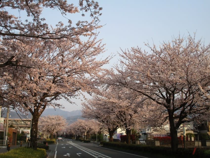 20190409_kasori_06