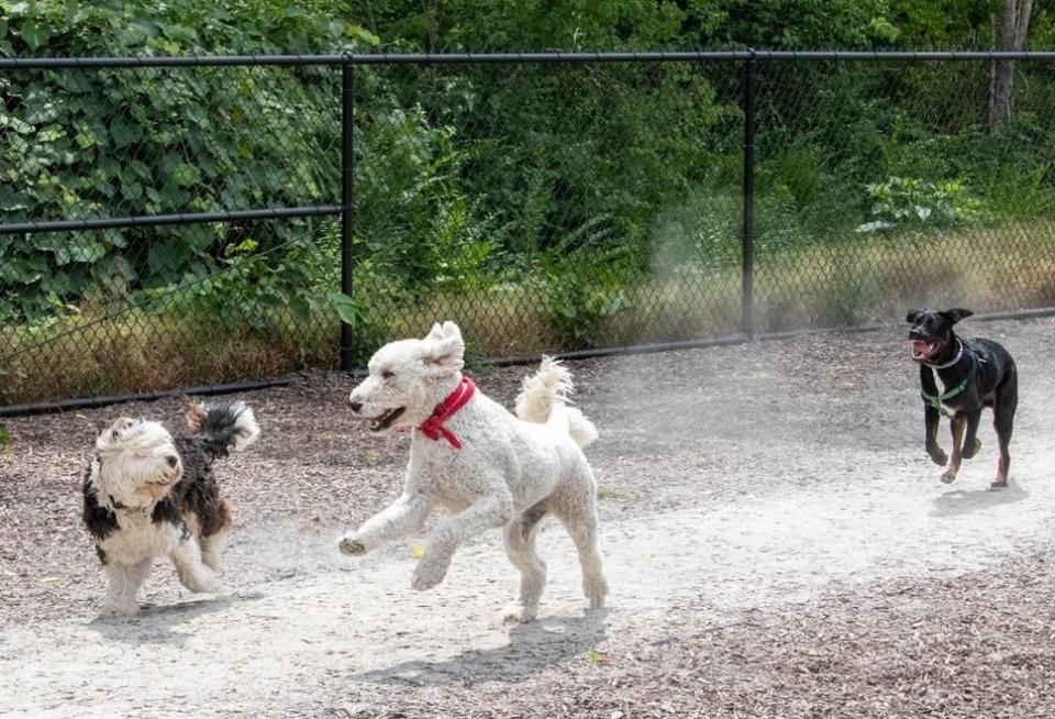 Canine companions frolic at the Scituate Dog Park.