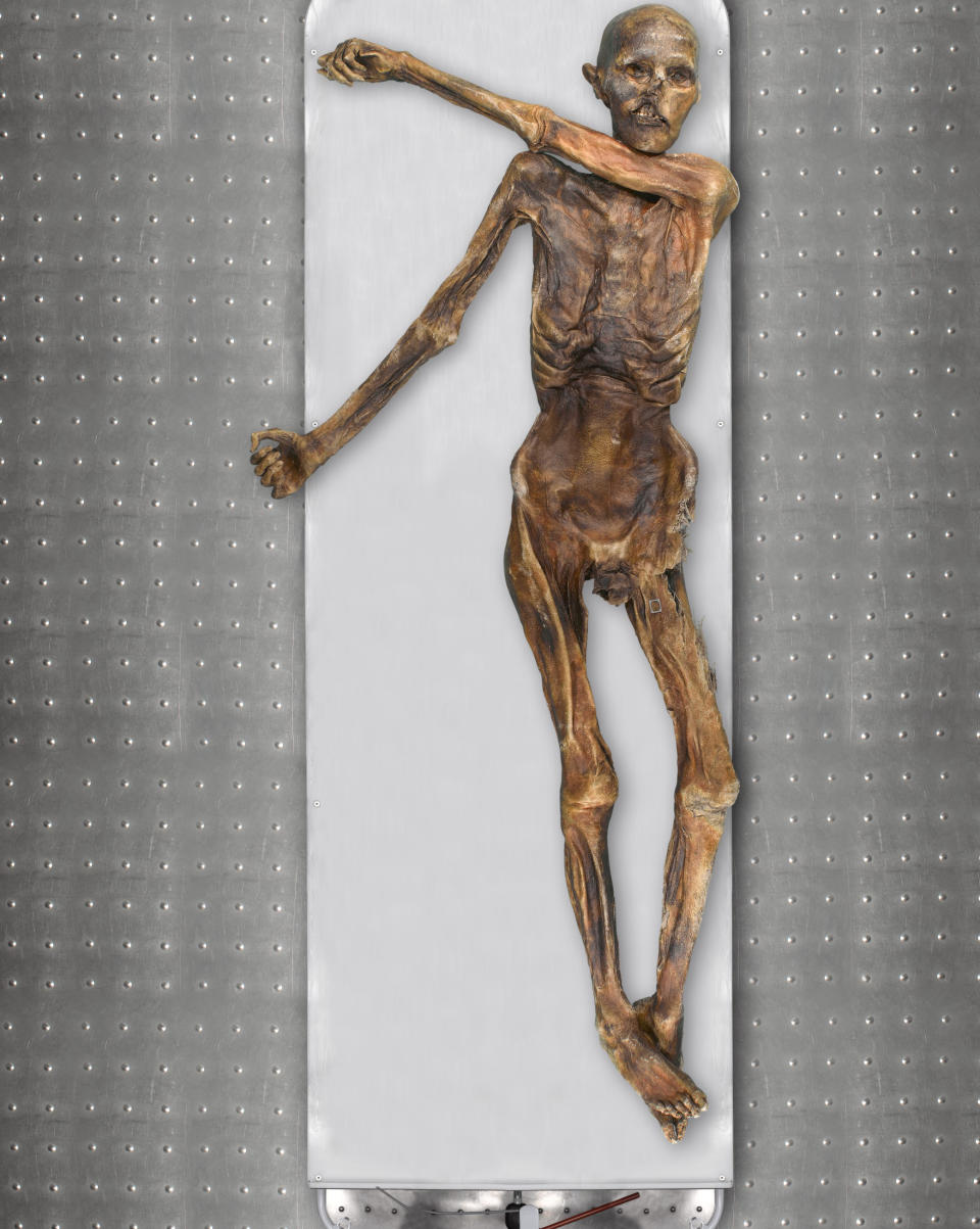 This photo provided by The South Tyrol Museum of Archaeology shows "Oetzi the Iceman," one of the oldest human glacier mummies. Decades after he was discovered in the Italian Alps, scientists determined that Oetzi was mostly descended from farmers from present day Turkey, and his head was balder and skin darker than what was initially thought, according to a study published Wednesday, Aug. 16, 2023, in the journal Cell Genomics. (Marco Samadelli, Gregor Staschitz/South Tyrol Museum of Archaeology/EURAC via AP)