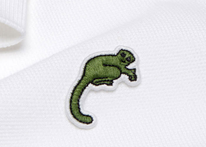 <p>Mide unos 50 centímetros y pesa alrededor de 800 gramos, por lo que es muy pequeño. Se está viendo afectado por la caza furtiva y por la destrucción de su hábitat para la agricultura.<br>Foto: Lacoste </p>